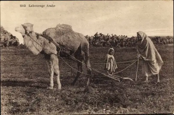 Ak Landwirtschaft, Arabischer Bauer, Pflug, Feld, Kamel