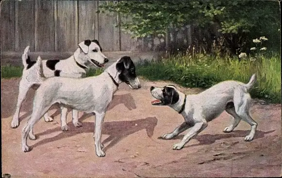 Ak Drei Hunde bellen, Spiel, Weiße Hunde