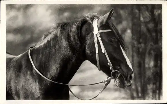 Ak Pferd, Tier-Portrait