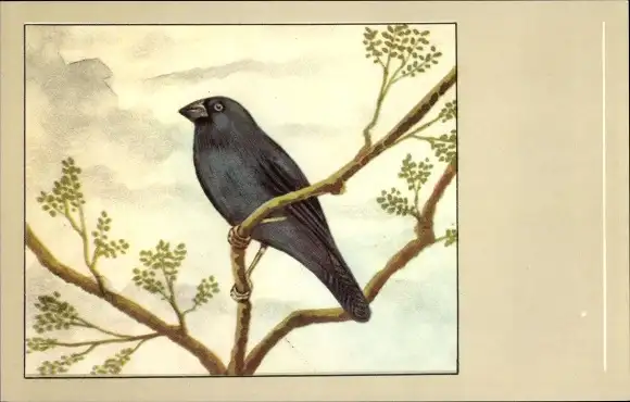 Ak Vogel, Dunkelblauer Bischof