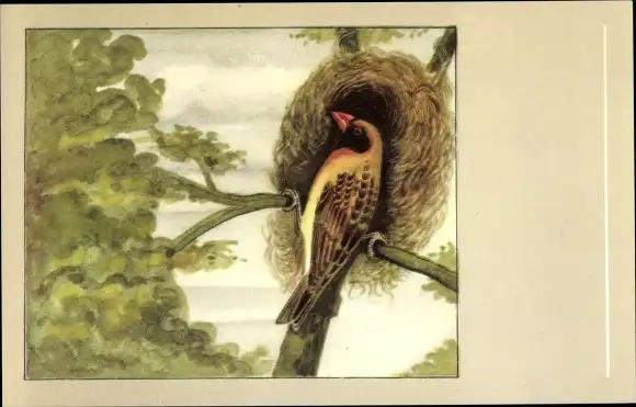 Ak Vogel, Nest, Blutschnabelweber