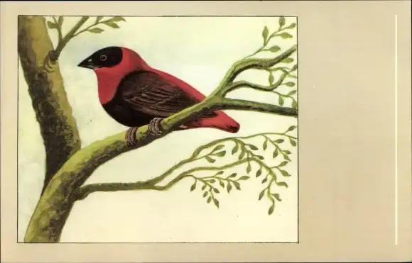 Ak Vogel, Feuerweber