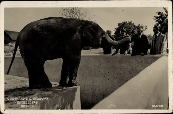 Ak Rhenen Utrecht, Zoologischer Garten, Elefant