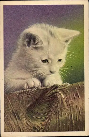 Ak Weiße Katze, Tierportrait