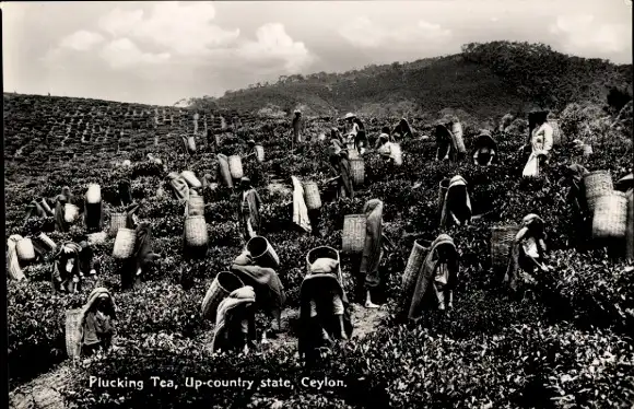 Ak Ceylon Sri Lanka, Erntehelfer auf dem Feld bei Tee pflücken