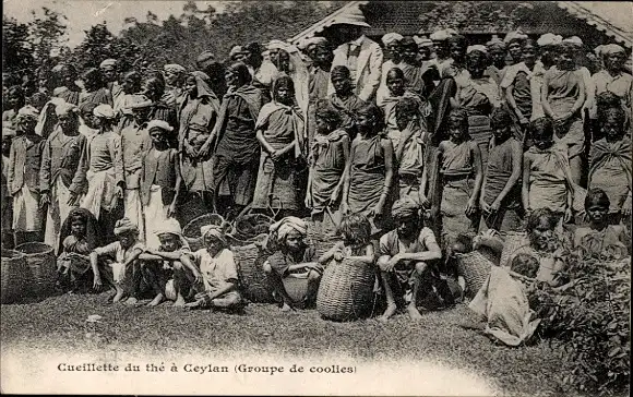 Ak Ceylon Sri Lanka, Teepflücker, Gruppe von Kulis