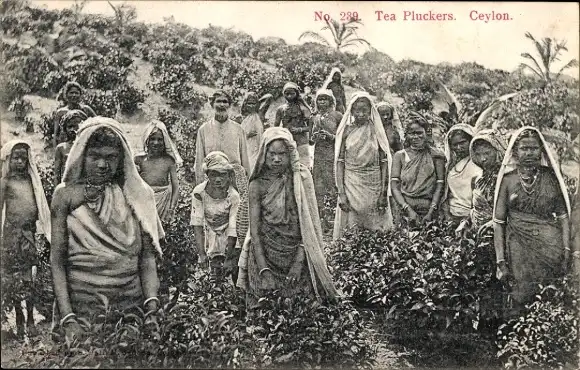 Ak Ceylon Sri Lanka, Teepflücker, Gruppenbild