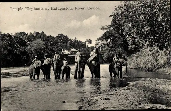 Ak Sri Lanka Ceylon, Temple Elephants at Katugastota River