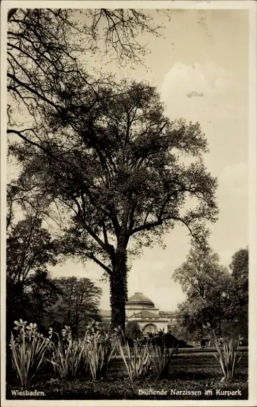 Ak Wiesbaden in Hessen, Kurpark, Blühende Narzissen