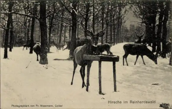 Ak Holzhausen am Reinhardswald Immenhausen in Hessen, Hirsche, Winter