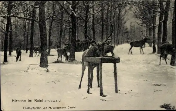 Ak Holzhausen am Reinhardswald Immenhausen in Hessen, Hirsche, Winter