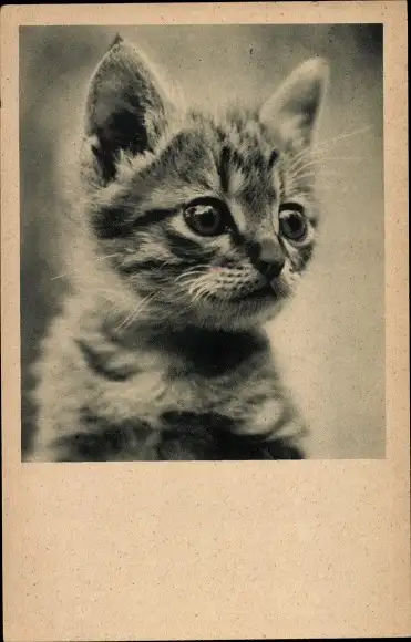 Ak Afrikanisches Farbkätzchen, Katze, Tierportrait