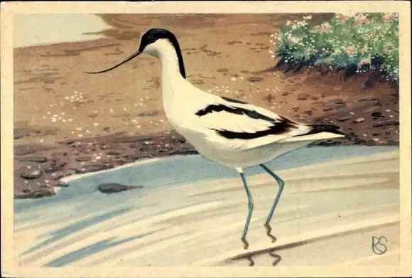 Künstler Ak Vogel, Säbelschnäbler
