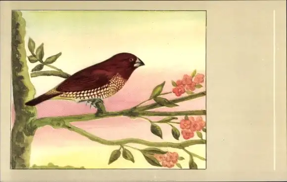 Ak Vogel, Muskatfink