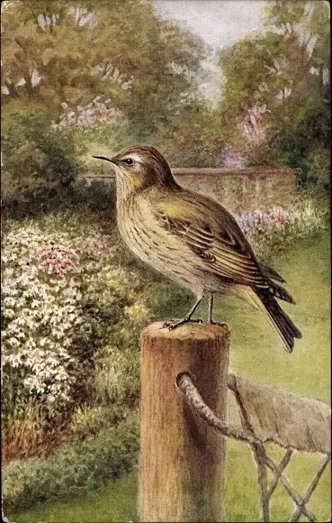 Ak Vogel, Fliegenschnäpper