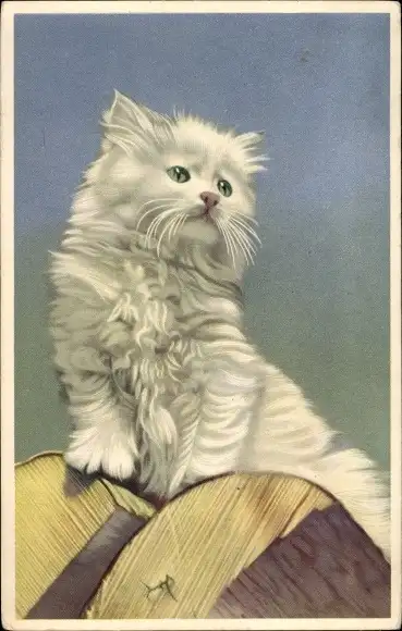 Ak Katzenportrait, Kleine Hauskatze, Kätzchen, Weißes Fell