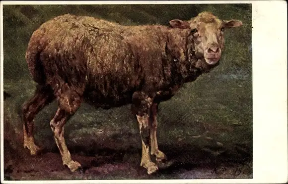 Künstler Ak Schaf, Tierportrait