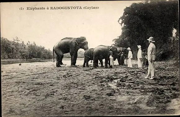 Ak Sri Lanka Ceylon,Kadogustota, Elefanten, Führer