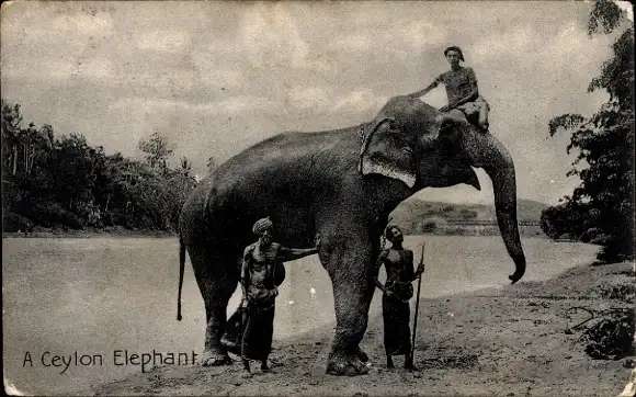 Ak Ceylon Sri Lanka, Elefant, Einheimische, Ufer
