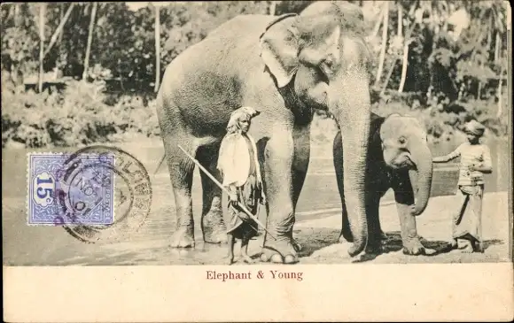 Ak Sri Lanka, Elephant and Young, Einheimische, Arbeitselefanten, Junges