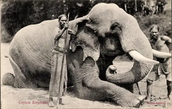 Ak Ceylon Sri Lanka, Elephant, Elefant mit seinen Führern