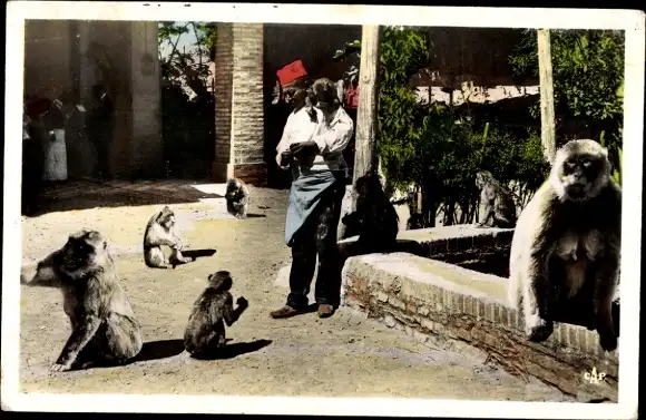 Ak Blida Algerian, Ruisseau des Singes, Chiffa-Schluchten