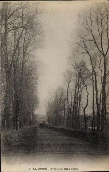 Ak La Loupe Eure et Loir, Avenue du Gros Chene