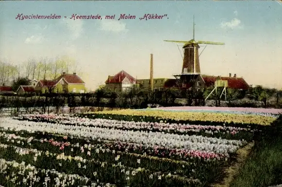 Ak Heemstede Nordholland Niederlande, Hyazinthenfelder mit Mühle Hökker, Häuser