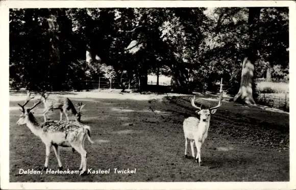 Ak Delden Hof van Twente Overijssel Niederlande, Kasteel Twickel, Hertenkamp