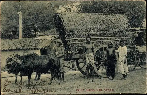 Ak Sri Lanka Ceylon, Native Bullock Cart