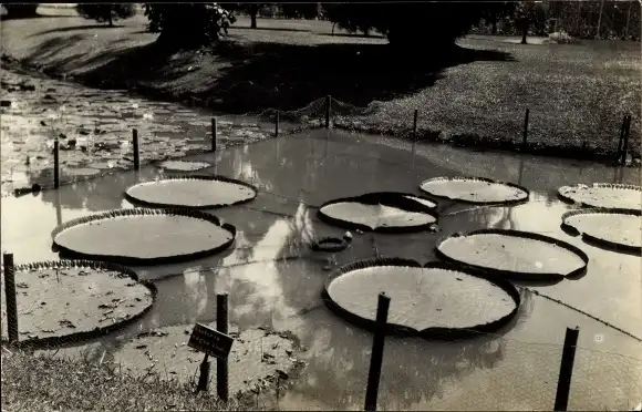 Foto Ak Indien, Teich, Wasserpflanzen