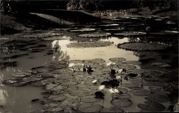 Foto Ak Indien, Teich, Wasserpflanzen