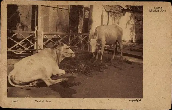 Ak Java Indonesien, Rinder, Bauernhof