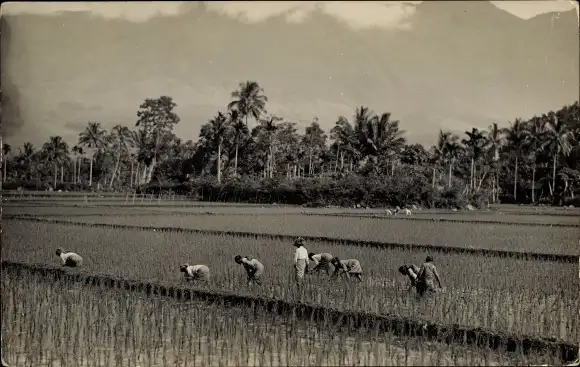 Foto Ak Bauern bei der Arbeit, Reisfeld, Ernte