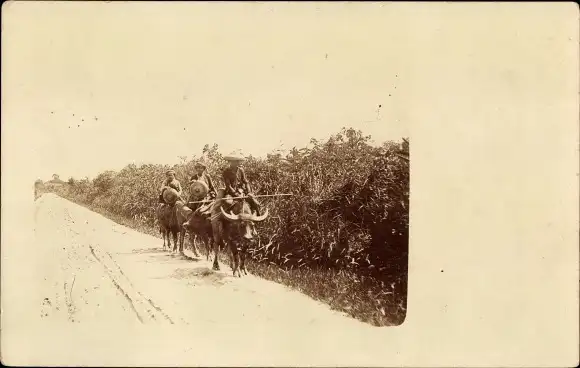 Foto Ak Indien, Bauern auf Rindern reitend, Feld