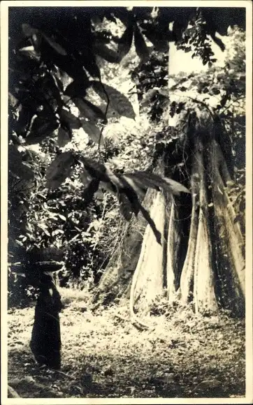 Foto Ak Indien, Wald, Einheimischer, Bäume