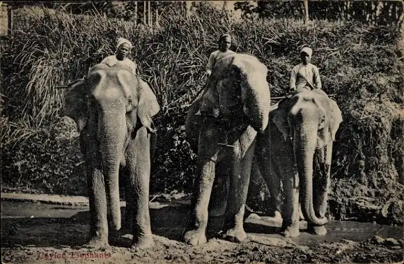 Ak Ceylon Sri Lanka, drei Elefanten mit Reitern