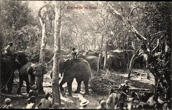 Ak Ceylon Sri Lanka, Elefantenherde in Kraal