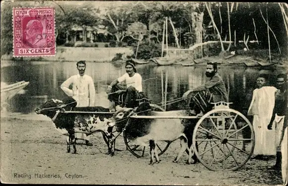 Ak Sri Lanka, Racing Hackeries, Portrait
