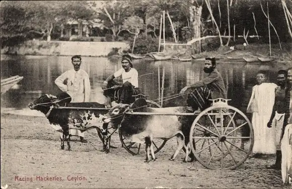 Ak Sri Lanka, Racing Hackeries, Portrait