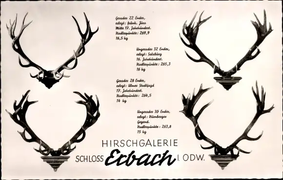 Ak Erbach im Odenwald Hessen, Hirschgalerie