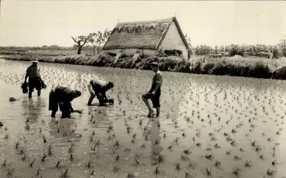 Ak Valencia Venezuela, Rice planting