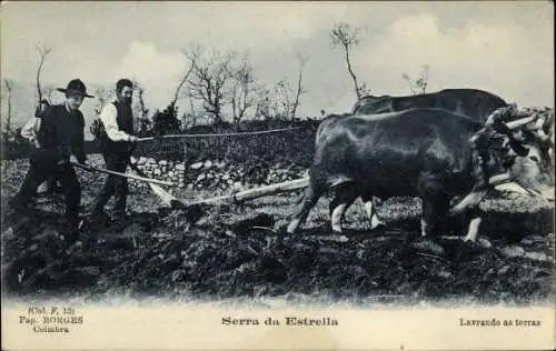 Ak Portugal, Bauern, Pflug, Rinder, Ackerarbeit, Landwirtschaft