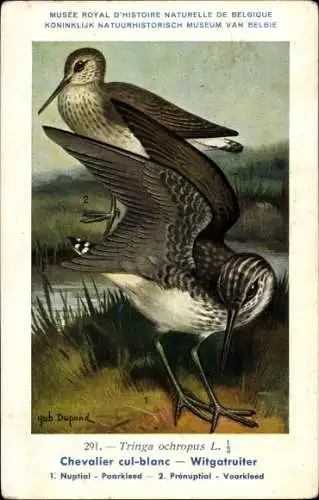 Künstler Ak Dupond, Hubert, White Gauthier