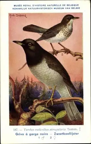 Künstler Ak Dupond. Hub., Hausdrossel