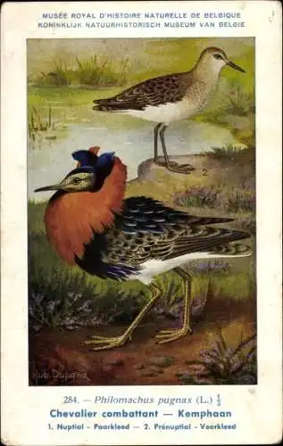 Künstler Ak Dupond. Hub., Gamecock