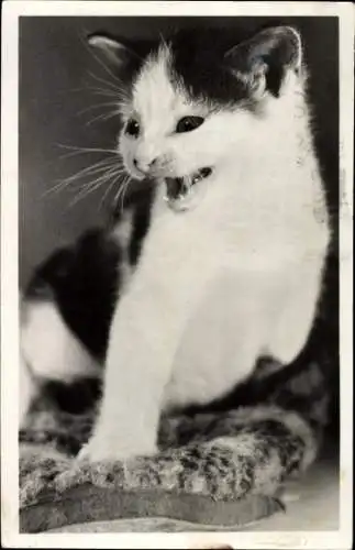 Ak Miauende Katze, Tierportrait