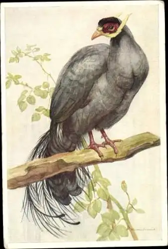 Künstler Ak Schwarzer Vogel am Baum