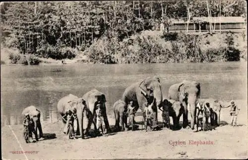 Ak Ceylon Sri Lanka, Elefanten mit Reitern