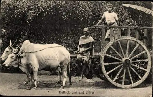 Ak Ceylon Sri Lanka, Karren mit Rindergespann